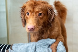 Service Puppy Grooms