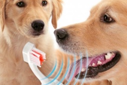 Service Emmi Pet Teeth Cleaning